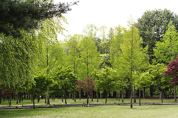 포토 JPG 주간 나무 자연 풍경 사람없음 야외 관광지 봄 산책로 숲 남이섬 봄여행 국내포토 자연요소 식물 계절 길 섬 여행 생태계 강원도 파일형식
