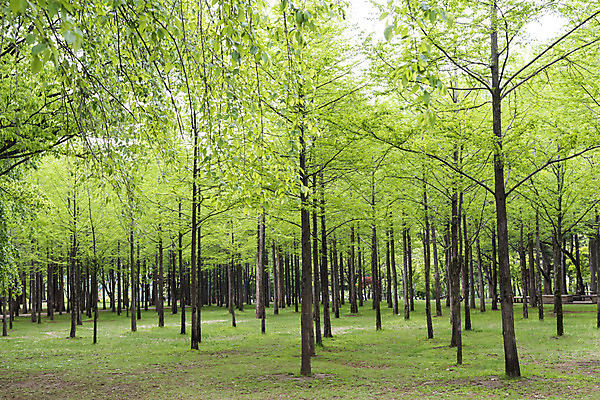 포토 JPG 주간 나무 자연 여러그루 풍경 사람없음 야외 관광지 봄 숲 남이섬 봄여행 국내포토 자연요소 식물 계절 섬 여행 다수 생태계 강원도 파일형식