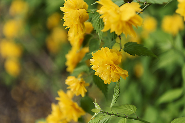포토 JPG 주간 꽃 자연 풍경 근접촬영 사람없음 야외 아웃포커스 관광지 봄 매화 남이섬 봄여행 죽단화 국내포토 자연요소 식물 계절 뷰포인트 섬 여행 촬영기법 생태계 강원도 파일형식