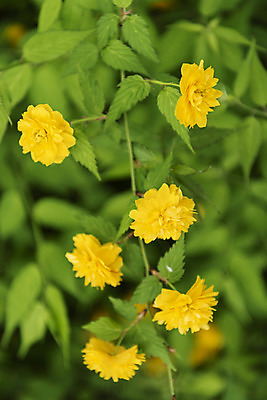 포토 JPG 주간 꽃 자연 풍경 근접촬영 사람없음 야외 아웃포커스 관광지 봄 매화 남이섬 봄여행 죽단화 국내포토 자연요소 식물 계절 뷰포인트 섬 여행 촬영기법 생태계 강원도 파일형식