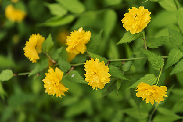 포토 JPG 주간 꽃 자연 풍경 근접촬영 사람없음 야외 아웃포커스 관광지 봄 매화 남이섬 봄여행 죽단화 국내포토 자연요소 식물 계절 뷰포인트 섬 여행 촬영기법 생태계 강원도 파일형식