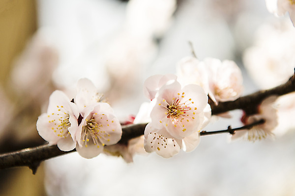 포토 JPG 주간 자연 풍경 근접촬영 사람없음 야외 아웃포커스 관광지 봄 벚꽃 도쿄 봄여행 국내포토 자연요소 계절 꽃 뷰포인트 여행 촬영기법 일본 생태계 파일형식