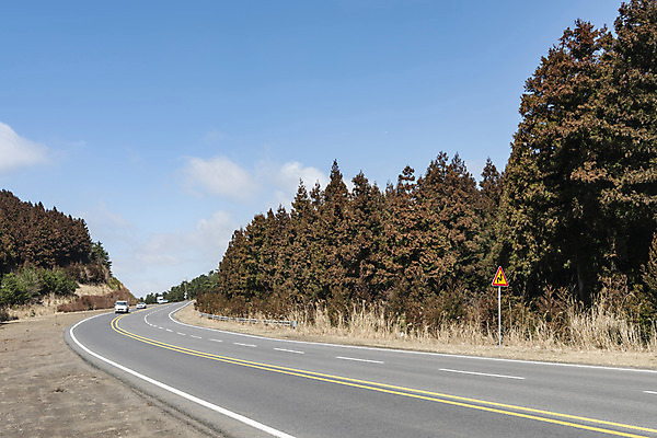 포토 JPG 주간 도로 자연 풍경 사람없음 야외 관광지 봄 봄여행 편백나무 사려니숲 국내포토 자연요소 나무 계절 길 여행 교통시설 제주도 생태계 숲길 파일형식