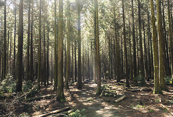 포토 JPG 주간 나무 자연 풍경 사람없음 야외 관광지 햇빛 제주도 봄 숲 봄여행 사려니숲 국내포토 자연요소 식물 계절 여행 한국 태양 생태계 숲길 파일형식