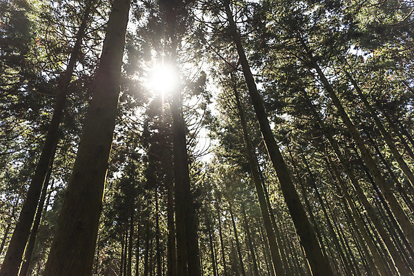 포토 JPG 주간 나무 로우앵글 자연 풍경 사람없음 야외 관광지 햇빛 태양 제주도 봄 숲 봄여행 사려니숲 국내포토 자연요소 식물 계절 뷰포인트 여행 한국 생태계 숲길 파일형식