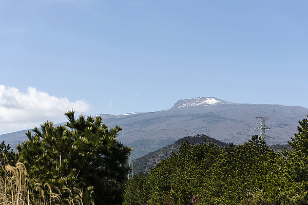 포토 JPG 주간 나무 구름 자연 하늘 풍경 사람없음 야외 관광지 제주도 봄 한라산 봄여행 국내포토 자연요소 식물 계절 여행 산 한국 생태계 파일형식