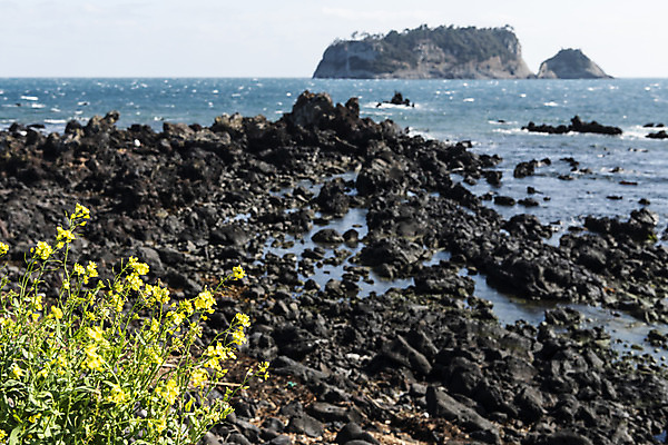 포토 JPG 주간 구름 바다 자연 하늘 풍경 사람없음 야외 관광지 제주도 봄 돌_바위 유채 봄여행 국내포토 자연요소 계절 꽃 여행 한국 생태계 파일형식