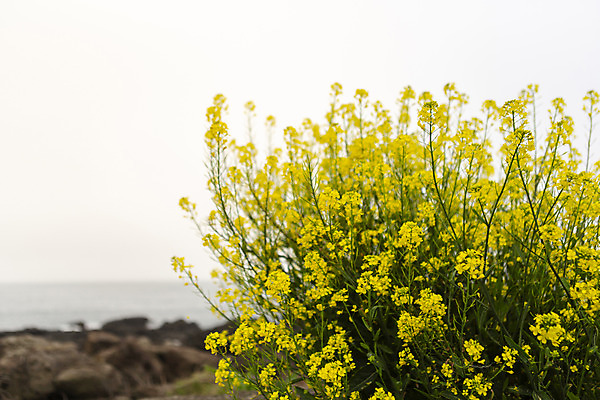 포토 JPG 주간 바다 자연 풍경 해변 사람없음 야외 관광지 제주도 봄 유채 봄여행 국내포토 자연요소 계절 꽃 여행 한국 생태계 파일형식