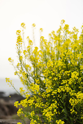 포토 JPG 주간 바다 자연 풍경 해변 사람없음 야외 관광지 제주도 봄 유채 봄여행 국내포토 자연요소 계절 꽃 여행 한국 생태계 파일형식