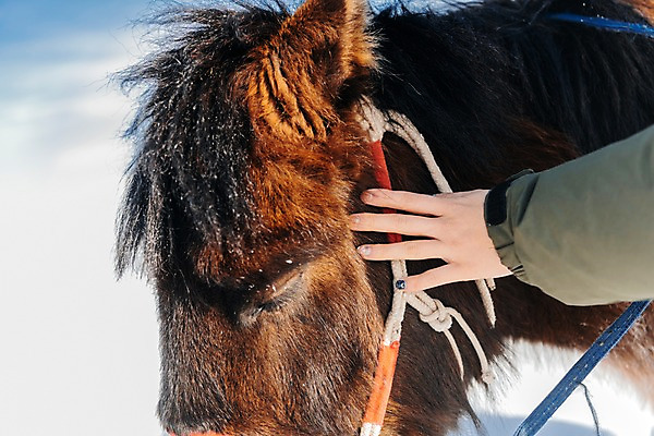 포토 JPG 주간 손 여자 줄 여행 겨울 산 털 한명 사람 근접촬영 20대 성인 야외 신체부위 설원 한국인 눈 말_동물 승마 몽골 성인여자한명만 쓰다듬기 국내포토 자연요소 1 계절 아시아 스포츠 뷰포인트 포유류 모션 날씨 눈_날씨 동양인 청년 여자한명만 성인여자만 파일형식