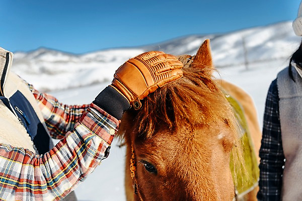 포토 JPG 주간 손 커플 여자 남자 여행 겨울 산 털 사람 근접촬영 20대 성인 야외 두명 신체부위 30대 설원 한국인 눈 말_동물 승마 몽골 성인만 쓰다듬기 국내포토 자연요소 계절 아시아 스포츠 뷰포인트 포유류 관계 모션 날씨 눈_날씨 동양인 청년 장년 파일형식