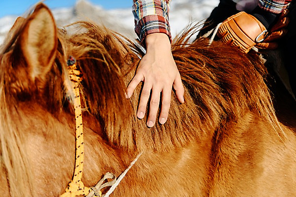 포토 JPG 주간 손 남자 여행 겨울 산 털 한명 사람 근접촬영 성인 야외 신체부위 30대 설원 한국인 눈 말_동물 승마 몽골 성인남자한명만 국내포토 자연요소 1 계절 아시아 스포츠 뷰포인트 포유류 날씨 눈_날씨 동양인 장년 남자한명만 성인남자만 파일형식