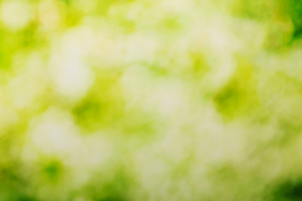 포토 JPG 스튜디오촬영 백그라운드 잎 나뭇잎 실내 근접촬영 사람없음 아웃포커스 초록색 숲 오브젝트 카피스페이스 국내포토 식물 뷰포인트 컬러 촬영기법 내부 공백 파일형식