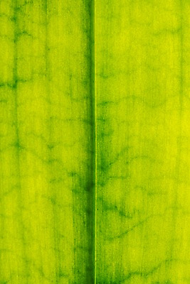 포토 JPG 스튜디오촬영 백그라운드 잎 표면 실내 근접촬영 사람없음 초록색 오브젝트 카피스페이스 국내포토 식물 뷰포인트 컬러 내부 공백 파일형식