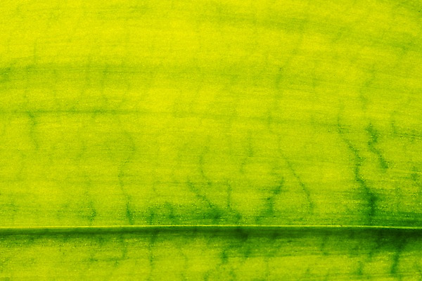 포토 JPG 스튜디오촬영 백그라운드 잎 표면 실내 근접촬영 사람없음 초록색 오브젝트 카피스페이스 국내포토 식물 뷰포인트 컬러 내부 공백 파일형식