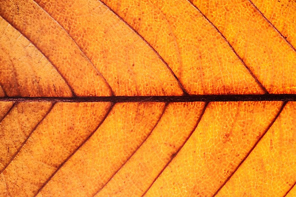 포토 JPG 스튜디오촬영 백그라운드 단풍 낙엽 재질 표면 실내 근접촬영 사람없음 갈색 가을 오브젝트 질감 카피스페이스 국내포토 계절 뷰포인트 컬러 잎 내부 공백 파일형식