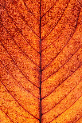 포토 JPG 스튜디오촬영 백그라운드 단풍 낙엽 재질 표면 실내 근접촬영 사람없음 갈색 가을 오브젝트 질감 카피스페이스 국내포토 계절 뷰포인트 컬러 잎 내부 공백 파일형식