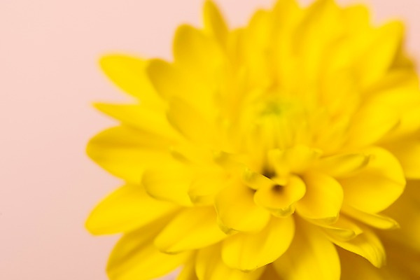 포토 JPG 스튜디오촬영 꽃잎 꽃 백그라운드 실내 근접촬영 사람없음 노란색 오브젝트 카피스페이스 분홍색배경 국내포토 식물 뷰포인트 분홍색 컬러 내부 공백 파일형식