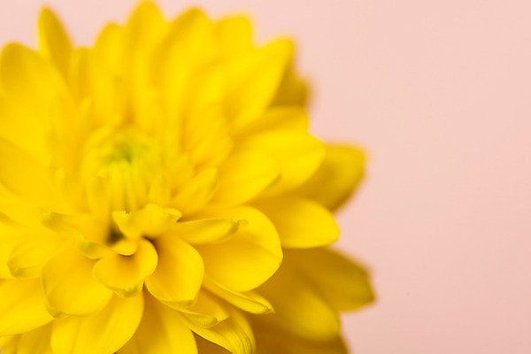 포토 JPG 스튜디오촬영 꽃잎 꽃 백그라운드 실내 근접촬영 사람없음 노란색 오브젝트 카피스페이스 분홍색배경 국내포토 식물 뷰포인트 분홍색 컬러 내부 공백 파일형식