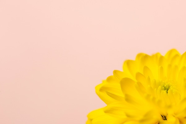 포토 JPG 스튜디오촬영 꽃잎 꽃 백그라운드 실내 근접촬영 사람없음 노란색 오브젝트 카피스페이스 분홍색배경 국내포토 식물 뷰포인트 분홍색 컬러 내부 공백 파일형식