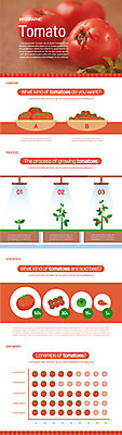 음식 토마토 일러스트 방울토마토 함께함 사람없음 빨간색 인포그래픽 성장과정 국내일러스트 AI파일 컬러 컨셉 채소 과정 파일형식 벡터