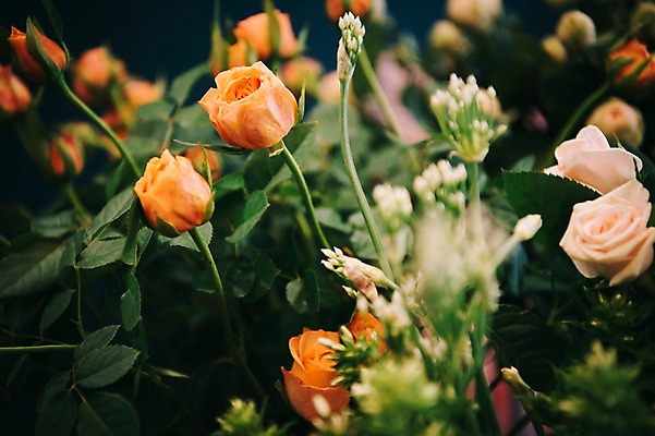 포토 JPG 꽃 여유 실내 근접촬영 취미 사람없음 장미 꽃집 즐거움 국내포토 식물 감정 뷰포인트 내부 상점 파일형식