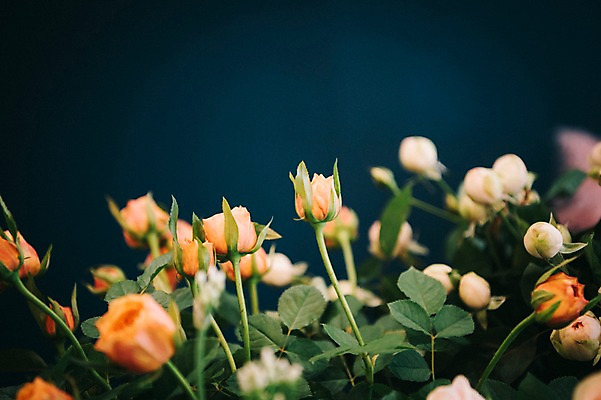 포토 JPG 꽃 여유 실내 근접촬영 취미 사람없음 아웃포커스 장미 꽃집 즐거움 국내포토 식물 감정 뷰포인트 촬영기법 내부 상점 파일형식