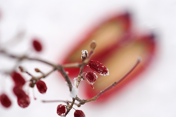 포토 JPG 주간 나무 명절 열매 겨울 전통소품 근접촬영 사람없음 야외 아웃포커스 빨간색 하이앵글 흰색 오브젝트 고무신 꽃신 꽃고무신 산수유나무 산수유열매 국내포토 자연요소 식물 전통 계절 기념일 뷰포인트 컬러 신발 촬영기법 파일형식