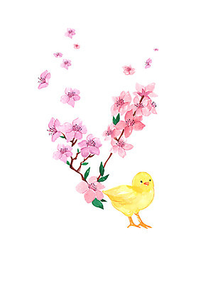 PSD 한마리 꽃잎 꽃 일러스트 캘리그라피 붓터치 수채화 병아리 사람없음 노란색 봄 번짐 흩날리기 국내일러스트 식물 1 계절 컬러 모션 조류 파일형식 효과