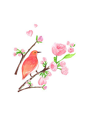 PSD 한마리 분홍색 일러스트 캘리그라피 조류 붓터치 수채화 사람없음 봄 번짐 꽃가지 국내일러스트 동물 1 계절 꽃 컬러 나뭇가지 파일형식 효과