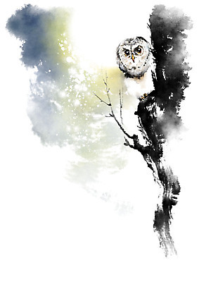 PSD 나무 한마리 응시 겨울 일러스트 캘리그라피 밤하늘 붓터치 사람없음 검은색 달 나뭇가지 번짐 부엉이 올빼미 국내일러스트 자연요소 식물 1 시선 계절 컬러 조류 하늘 야간 파일형식 효과