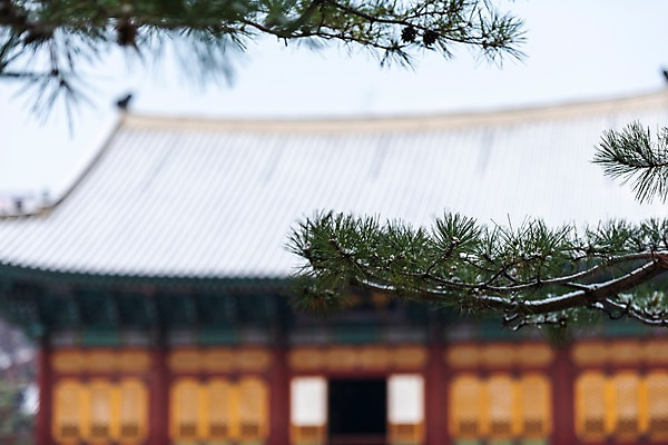 포토 JPG 주간 한국전통 고건축 겨울 한국건축 자연 서울 사람없음 야외 궁전 문화재 소나무 덕수궁 중화전 겨울풍경 국내포토 자연요소 나무 전통 건축물 계절 건축 한국 풍경 생태계 파일형식
