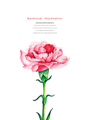 PSD 식물 꽃 한송이 일러스트 수채화 따뜻함 사람없음 빨간색 화려 카네이션 감성 국내일러스트 1 컬러 컨셉 송이 파일형식