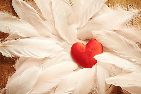 포토 JPG 스튜디오촬영 행복 감정 백그라운드 실내 사랑 사람없음 빨간색 흰색 하트 깃털 즐거움 오브젝트 부드러움 가벼움 국내포토 모양 컬러 내부 감각 무게 파일형식