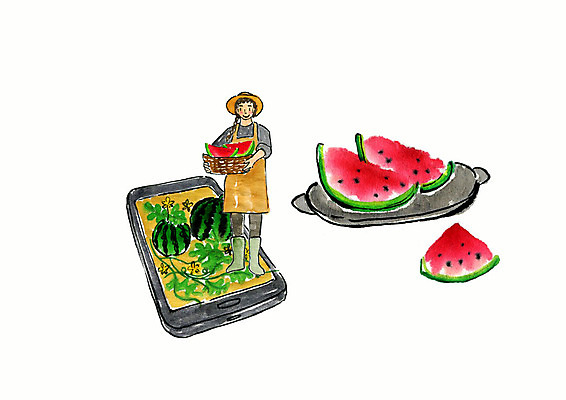 전신 PSD 여자 일러스트 붓터치 수채화 수박 한명 사람 성인 스마트폰 농부 스마트 배송 밭농사 생산지 직거래 성인여자한명만 국내일러스트 직업 1 컨셉 과일 핸드폰 스마트기기 농사 거래 여자한명만 성인여자만 파일형식