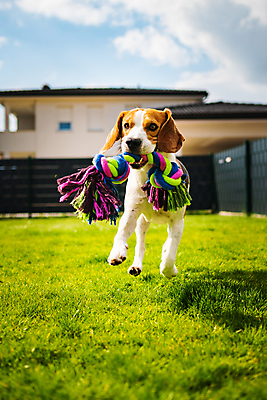 포토 JPG 해외이미지 동물 행복 포즈 백그라운드 밭 장난 포유류 모션 자연 놀이 기술 건강 사람없음 야외 세로 반려동물 장난감 달리기 운동 정원 점프 기쁨 에너지 개 흥분 사냥개 비글 송곳니 요령 해외포토 감정 농업 치아 생태계 파일형식 이미지허브