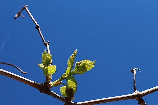 포토 JPG 해외이미지 식물 계절 백그라운드 잎 농업 과일 자연 하늘 포도 사람없음 야외 초록색 파란색 농장 와인 봄 성장 시골 신선 포도밭 포도나무 반대 총쏘기 해외포토 산업 컬러 밭 모션 주류 과일나무 생태계 파일형식 이미지허브