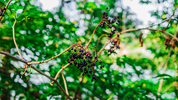 포토 JPG 해외이미지 나무 식물 계절 열매 음식 줄기 잎 과일 재료 자연 건강 씨앗 사람없음 야외 빨간색 초록색 컬러풀 약 정원 보라색 검은색 나뭇가지 신선 다발 관목 진홍색 내추럴 숙성 해외포토 컬러 의학 생태계 파일형식 이미지허브