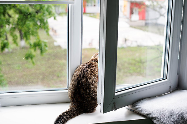 포토 JPG 해외이미지 동물 1 응시 시선 백그라운드 오렌지 창문 포유류 자연 휴식 바닥 주택 털 실내 건강 앉기 사람없음 야외 빨간색 친구 빛 반려동물 축구 고양이 기쁨 회색 게임 흰색 달콤 모피 손목시계 솜털 고립 플레이어 혼자 해외포토 감정 시계 컬러 컨셉 과일 장신구 관계 모션 놀이 내부 건물 구기 맛 생태계 파일형식 이미지허브