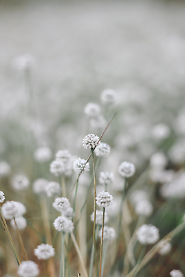 포토 JPG 해외이미지 식물 계절 꽃 여행 백그라운드 꽃무늬 밭 태국 자연 휴가 휴식 사람없음 야외 초록색 파란색 빛 뷰티 농장 소풍 정원 맑음 봄 성장 벚꽃 흰색 시골 신선 원형 개화 큼 내추럴 해외포토 도형 아시아 컬러 컨셉 무늬 농업 날씨 야외활동 크기 생태계 파일형식 이미지허브