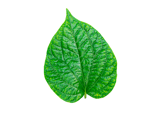 포토 JPG 해외이미지 나무 식물 꽃 음식 백그라운드 잎 자연 새로움 프레임 건강 사람없음 장식 초록색 뷰티 환경 정원 봄 성장 흰색 나뭇가지 신선 작음 자르기 묘사 질감 건강식 정맥 내추럴 고립 엘리먼트 해외포토 계절 컬러 컨셉 모션 크기 생태계 혈관 파일형식 이미지허브