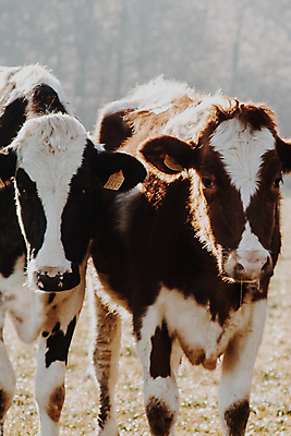 포토 JPG 해외이미지 동물 행복 농업 포유류 자연 털 뿔 건강 풍경 근접촬영 사람없음 야외 농장 갈색 머리 가축 놀람 운전 소고기 흰색 시골 소 호기심 그림 황소 귀 주둥이 내추럴 산악지대 감탄 고립 관심 울퉁불퉁 반추동물 해외포토 감정 산업 뷰포인트 컬러 컨셉 모션 산 표정 육류 신체부위 생태계 파일형식 이미지허브