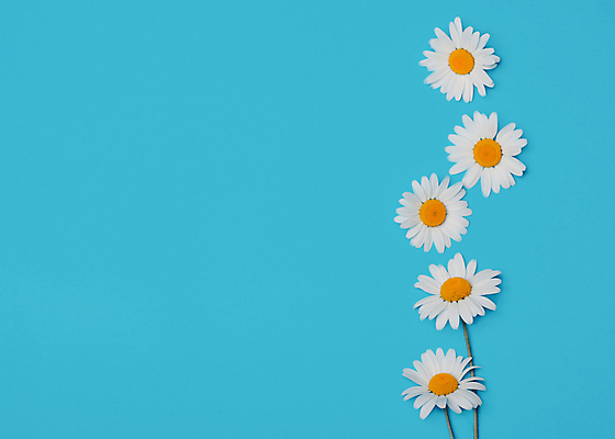 포토 JPG 해외이미지 식물 꽃잎 꽃 꽃무늬 자연 프레임 사람없음 초록색 파란색 뷰티 노란색 봄 벚꽃 흰색 신용카드 P 데이지 고립 캐모마일 해외포토 알파벳 계절 컬러 무늬 금융 허브 생태계 파일형식 이미지허브