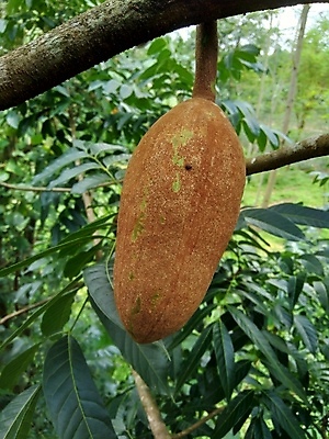 포토 JPG 해외이미지 나무 식물 전통 계절 음식 잎 과일 자연 콩 건조 씨앗 사람없음 야외 목재 장식 초록색 약 갈색 정원 신선 숲 인도인 아래 내추럴 당뇨병 억울 해외포토 외국인 감정 컬러 재료 의학 곡류 동양인 질병 방향 생태계 위치 파일형식 이미지허브