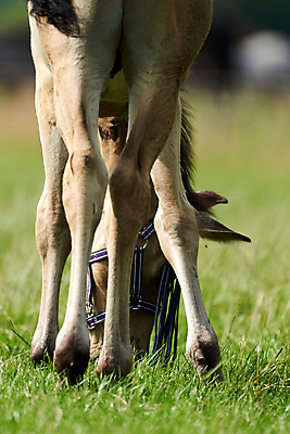 포토 JPG 해외이미지 동물 얼굴 곤충 밭 자연 가면 안전 사람없음 야외 초록색 여름 농장 머리 시골 그물 승마 보호 방목 호기심 귀 갈기 방패 망아지 돌봄 성인여자만 해외포토 계절 감정 새끼 스포츠 컬러 컨셉 농업 모션 신체부위 말_동물 축산업 생태계 여자만 성인만 파일형식 이미지허브