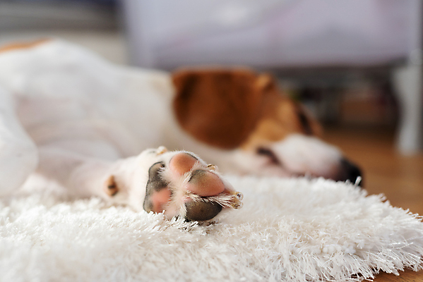 포토 JPG 해외이미지 동물 행복 포유류 자연 휴식 바닥 아파트 주택 실내 따뜻함 사람없음 내부 반려동물 소파 뷰티 갈색 방 잠 휴게실 유머 개 코 사냥개 비글 주둥이 송곳니 거짓말 기르기 유래 안락 해외포토 감정 컬러 컨셉 의자 건물 신체부위 치아 생태계 돌봄 파일형식 이미지허브