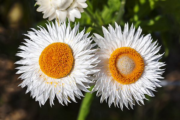 포토 JPG 해외이미지 식물 계절 꽃잎 꽃 분홍색 꽃무늬 아프리카 자연 사람없음 가로 여름 뷰티 약 노란색 정원 활발 성장 약재 가을 흰색 개화 닫기 허브 원예 향기 화단 영원 해외포토 나라 컬러 컨셉 무늬 의학 모션 취미 생태계 냄새 파일형식 이미지허브