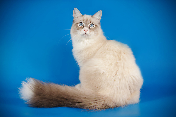 포토 JPG 해외이미지 한마리 사람없음 파란색 반려동물 고양이 네바마스커레이드 해외포토 동물 1 컬러 포유류 파일형식 이미지허브