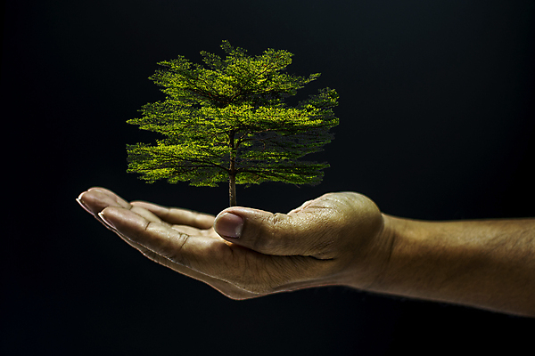 포토 JPG 해외이미지 나무 손 자연 들기 신체부위 검은색 어둠 해외포토 식물 컬러 모션 사람 생태계 파일형식 이미지허브