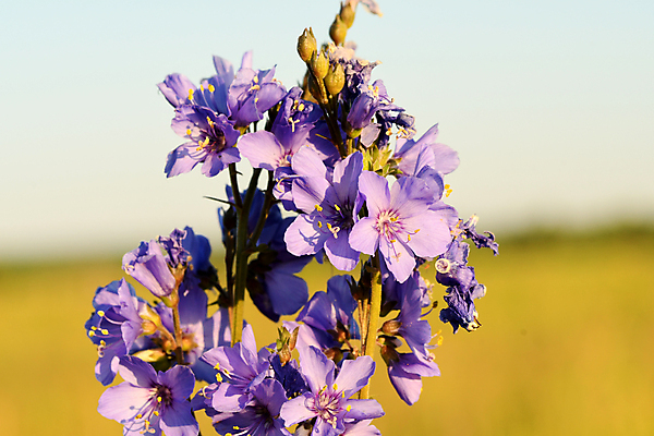 포토 JPG 해외이미지 식물 꽃잎 줄기 잎 자연 사람없음 뷰티 양귀비 그리너리 해외포토 꽃 생태계 파일형식 트랜드컬러 이미지허브